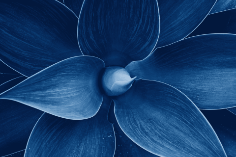 Gynecology – Gynecological Surgery