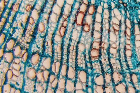 Les cellules souches révolutionnent la chirurgie esthétique