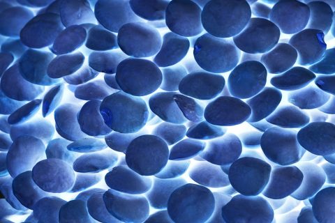 Endocrinology & Diabetology