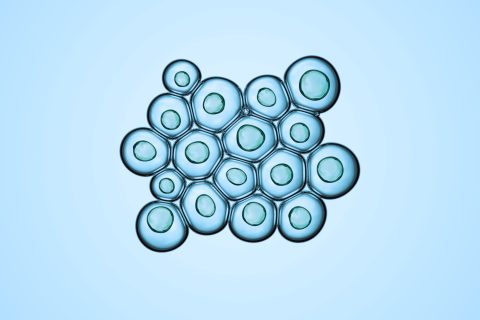 Infectiology